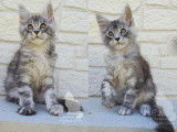 À réserver, 5 chatons Maine Coons LOOF de juin 2025, 2 femelles et 3 mâles