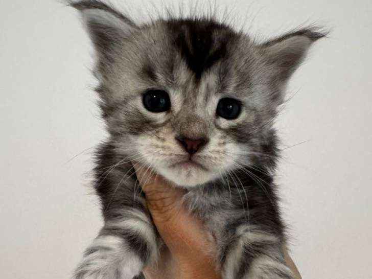 4 chatons Maine Coons LOOF à réserver