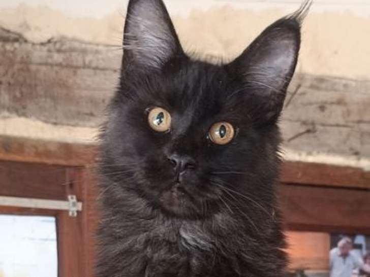 1 chaton femelle Maine Coon noire LOOF à vendre, née en mars 2025