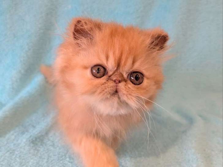 1 chaton mâle Persan roux self LOOF à vendre