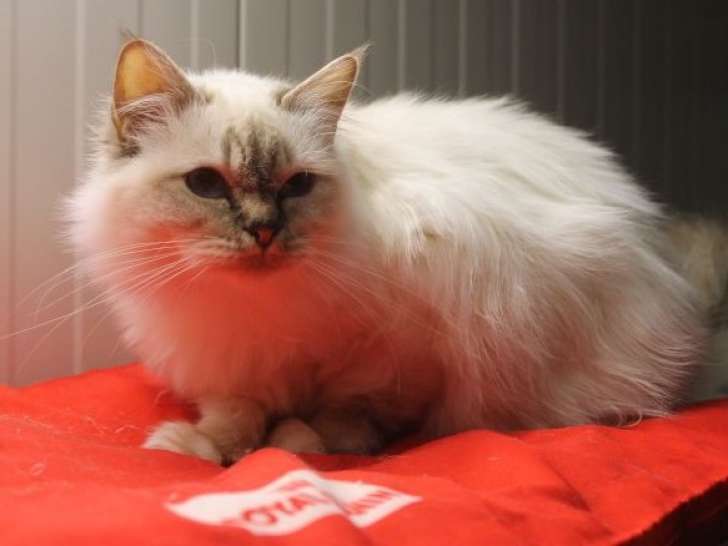 Chatte Sacré de Birmanie chocolat tabby point LOOF à vendre, née en septembre 2021