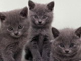 À réserver, 4 chatons Chartreux LOOF nés en juillet 2025, disponibles dès octobre