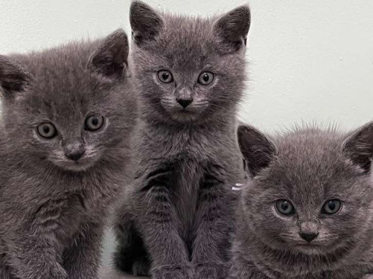 À réserver, 4 chatons Chartreux LOOF nés en juillet 2025, disponibles dès octobre