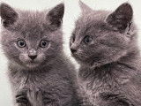 À réserver, 4 chatons Chartreux LOOF nés en juillet 2025, disponibles dès octobre