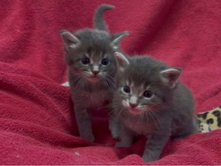 À réserver, 7 chatons Maine Coons LOOF d’août 2025, 4 femelles et 3 mâles disponibles