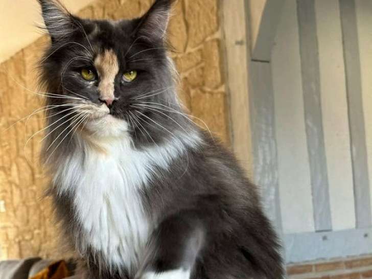 Chatte Maine Coon bleue tortie et blanche LOOF à vendre, née en juillet 2019