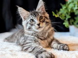 1 chaton mâle Maine Coon black silver mackerel tabby LOOF à vendre, né en avril 2025