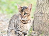 Chatte Bengal LOOF à vendre