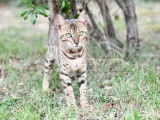 Chatte Bengal LOOF à vendre