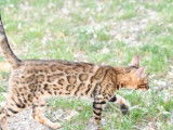 Chatte Bengal LOOF à vendre