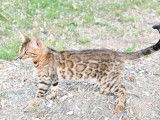 Chatte Bengal LOOF à vendre