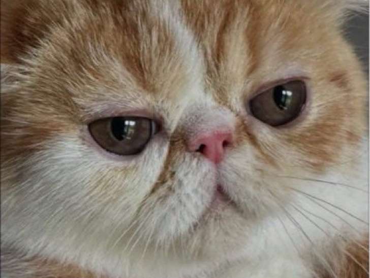 1 chatonne Exotic Shorthair LOOF à vendre, née en mai 2025