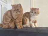 1 chatonne Exotic Shorthair LOOF à vendre, née en mai 2025