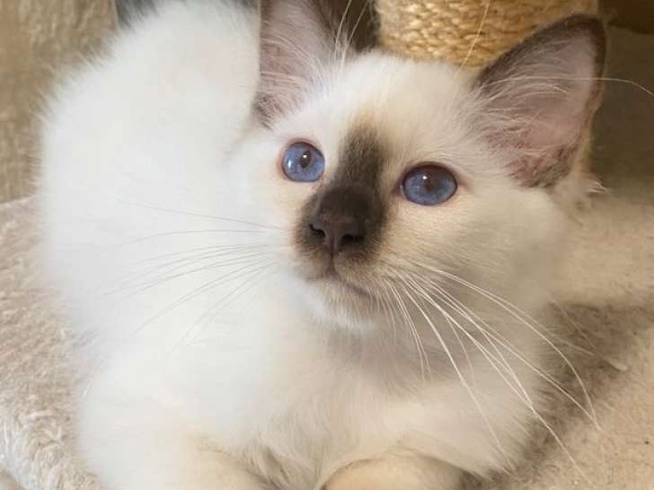 À réserver, 3 chatons mâles Sacrés de Birmanie LOOF nés en mai 2025, chocolat et crème point