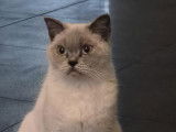 Chatte adulte de type British Shorthair à vendre