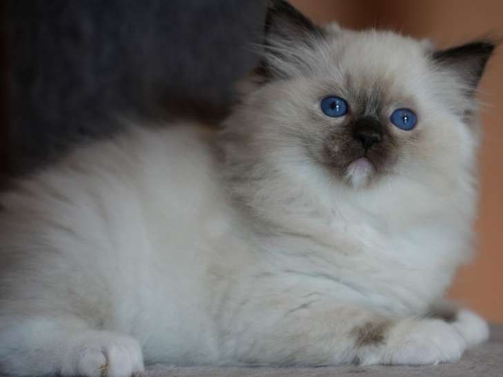 À réserver, 4 chatons Ragdolls LOOF nés en juillet 2025, 2 femelles et 2 mâles disponibles