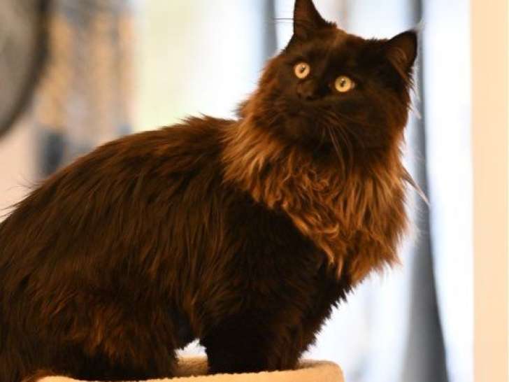 1 Mâle Maine Coon adulte LOOF disponible pour saillie