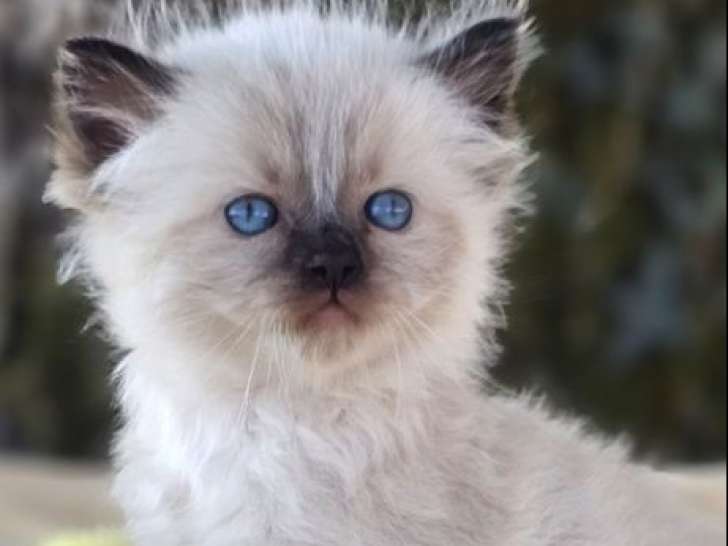 1 chatonne Ragdoll seal point LOOF à réserver, née en août 2025, disponible mi-novembre,