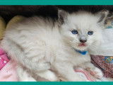 1 chatonne Ragdoll seal point LOOF à réserver, née en août 2025, disponible mi-novembre,