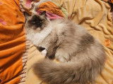 1 chatonne Ragdoll seal point LOOF à réserver, née en août 2025, disponible mi-novembre,