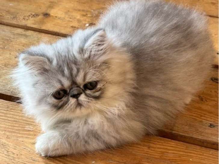 2 chatons Persans LOOF à vendre, nés en juin 2025