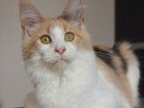 2 chatons Maine Coons LOOF à vendre