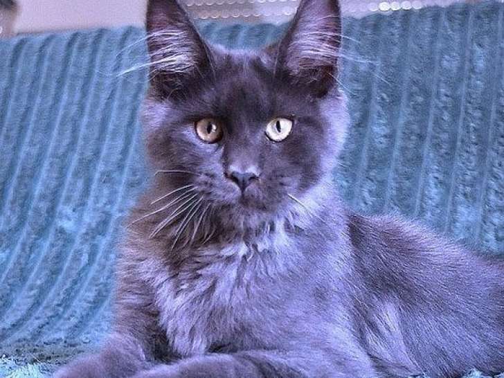 2 chatons Maine Coons LOOF à vendre, nés le 27 avril 2025