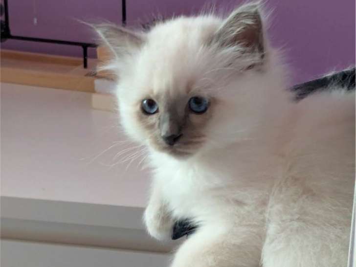 À réserver, 2 chatons Sacrés de Birmanie LOOF blue point nés en juillet 2025