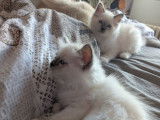 À réserver, 2 chatons Sacrés de Birmanie LOOF blue point nés en juillet 2025