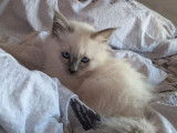 À réserver, 2 chatons Sacrés de Birmanie LOOF blue point nés en juillet 2025