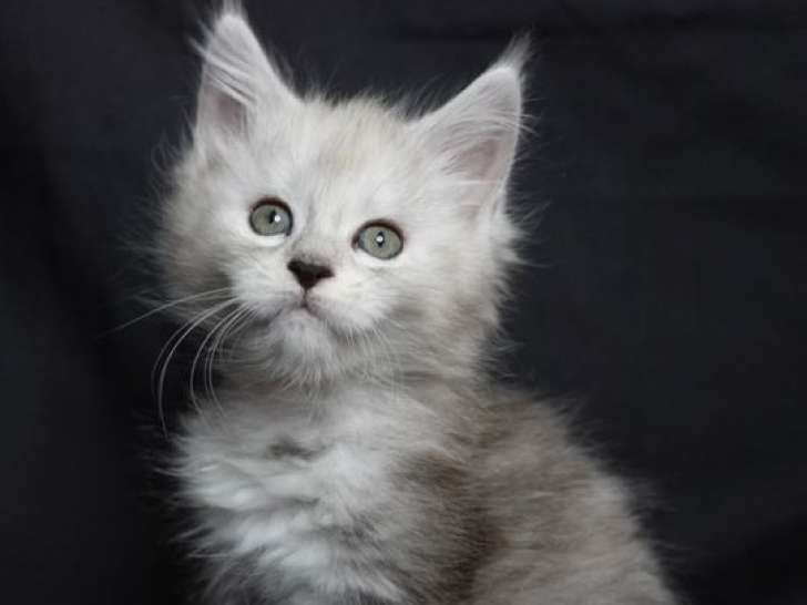 À réserver, 3 chatonnes Maine Coons LOOF nées en juillet 2025