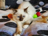 1 chaton Sacré de Birmanie LOOF femelle Seal Point à vendre