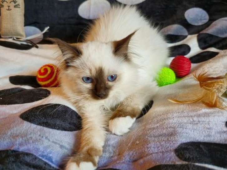 1 chaton Sacré de Birmanie LOOF femelle Seal Point à vendre