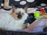 1 chaton Sacré de Birmanie LOOF femelle Seal Point à vendre