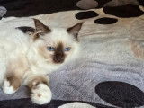 1 chaton Sacré de Birmanie LOOF femelle Seal Point à vendre