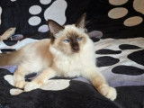 1 chaton Sacré de Birmanie LOOF femelle Seal Point à vendre