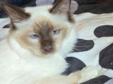 1 chaton Sacré de Birmanie LOOF femelle Seal Point à vendre