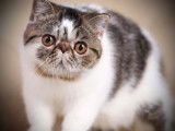 Chat Exotic Shorthair LOOF brown mackerel tabby et blanc à vendre, né en mars 2024
