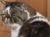 Chat Exotic Shorthair LOOF brown mackerel tabby et blanc à vendre, né en mars 2024