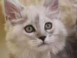 1 chaton femelle Maine Coon Black Silver Shaded LOOF à vendre, né en juillet 2025