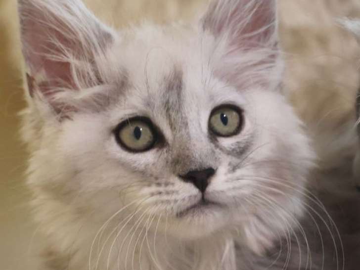 1 chaton femelle Maine Coon Black Silver Shaded LOOF à vendre, né en juillet 2025