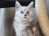 1 chaton femelle Maine Coon Black Silver Shaded LOOF à vendre, né en juillet 2025