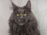 1 chat Maine Coon bleu solid LOOF à vendre, né en avril 2021