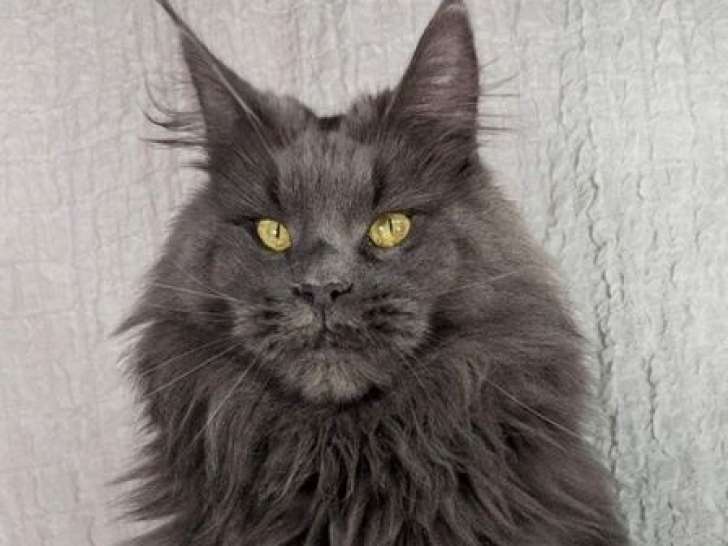 1 chat Maine Coon bleu solid LOOF à vendre, né en avril 2021