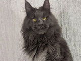1 chat Maine Coon bleu solid LOOF à vendre, né en avril 2021