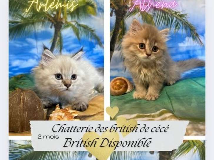À réserver, 4 chatons British Longhairs LOOF nés en juillet 2025, disponibles dès octobre