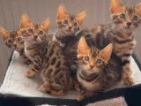 Chatons Bengal à vendre