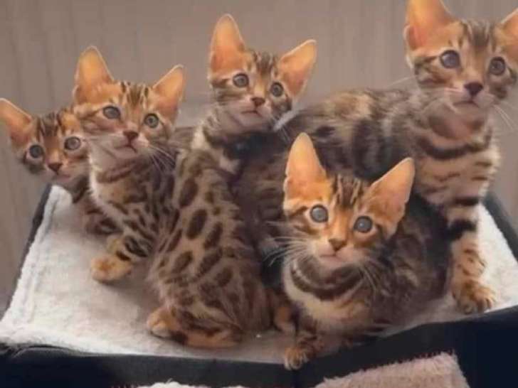 Chatons Bengal à vendre