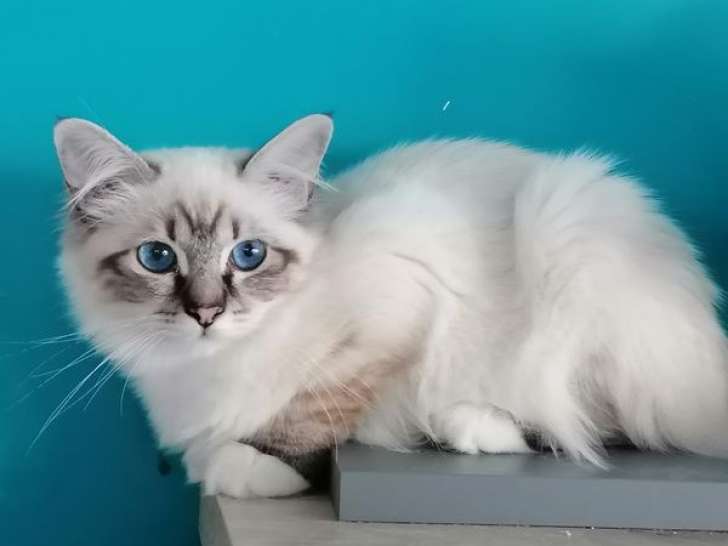 Chaton Sacré de Birmanie LOOF à vendre, mâle seal tabby point, né en février 2025