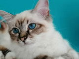 Chaton Sacré de Birmanie LOOF à vendre, mâle seal tabby point, né en février 2025